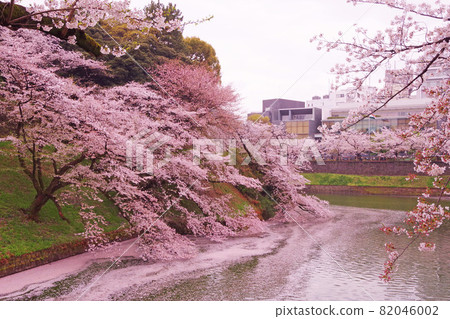 Cherry blossoms at Tokyo Chidorigafuchi Cherry blossoms at Tokyo Chidorigafuchi 82046002