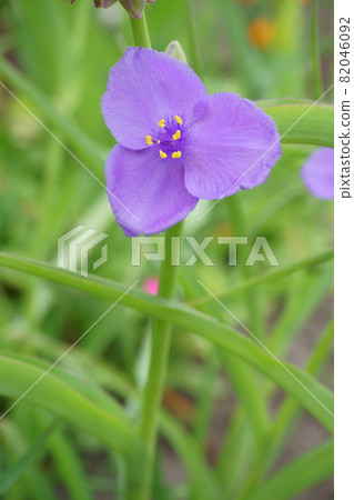 Tradescantia 花在早晨的花園裡綻放 82046092