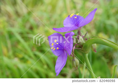 Tradescantia flowers blooming in the morning garden 82046098