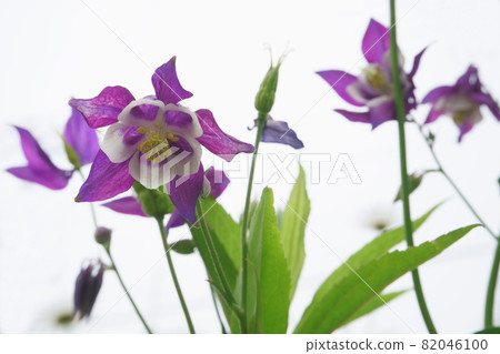 花園裡盛開的哥倫拜恩花 花園裡盛開的哥倫拜恩花 82046100