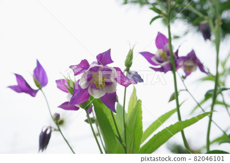 花園裡盛開的哥倫拜恩花 82046101