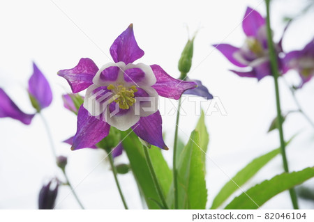 Columbine flowers blooming in the garden Columbine flowers blooming in the garden 82046104
