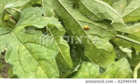 Mating of bitter gourd leaves and ladybugs Mating of bitter gourd leaves and ladybugs 82046436