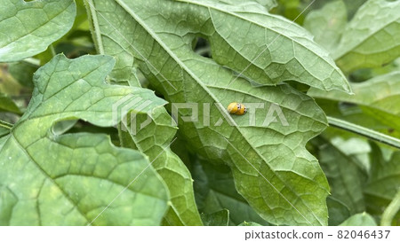 Mating of bitter gourd leaves and ladybugs 82046437