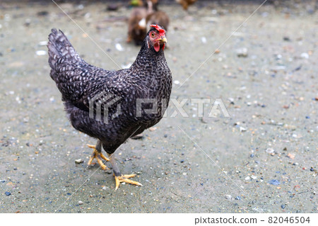 The black hen is stay and releax on floor in garden The black hen is stay and releax on floor in garden 82046504