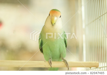 Parakeet facing this side Parakeet facing this side 82047485