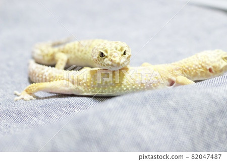 Leopard gecko Leopard gecko 82047487
