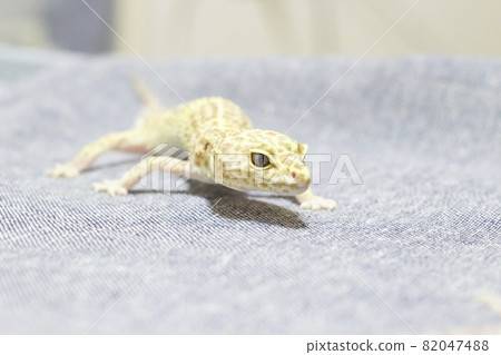 Leopard gecko Leopard gecko 82047488