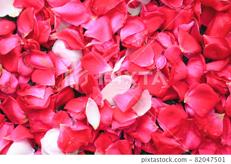 41,400+ Rose Petal Stock Photos, Pictures & Royalty-Free Images