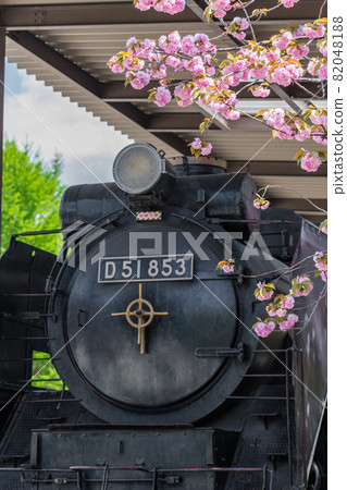 [Oji, Kita-ku, Yae Sakura and D51 in Asukayama Park] 82048188