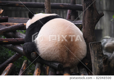 Mother panda ass 82048500