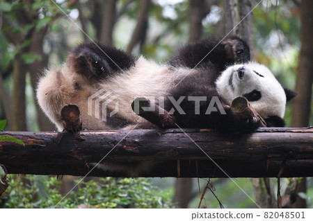 Afternoon kid panda 82048501