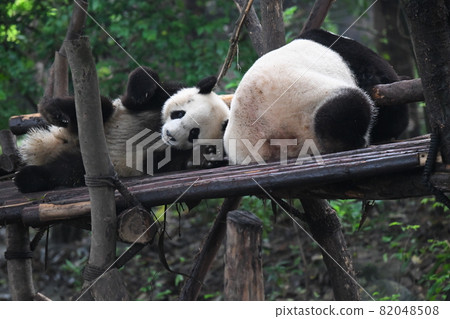 Afternoon kid panda Afternoon kid panda 82048508