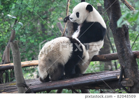 Afternoon kid panda Afternoon kid panda 82048509