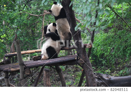 Afternoon kid panda Afternoon kid panda 82048511