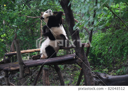 Afternoon kid panda Afternoon kid panda 82048512