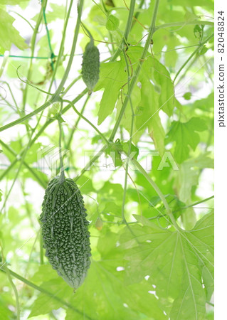 Summer staple vegetable bitter gourd Summer staple vegetable bitter gourd 82048824