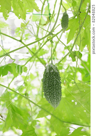 Summer staple vegetable bitter gourd Summer staple vegetable bitter gourd 82048825
