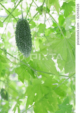 綠色窗簾戈雅 82048826