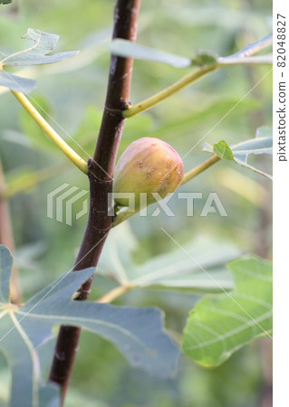 成熟的無花果水果和鮮花 成熟的無花果水果和鮮花 82048827
