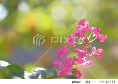 Flower of crape mybs Flower of crape mybs 82048843