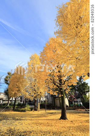 Autumn park with rows of ginkgo trees and yellow ground Autumn park with rows of ginkgo trees and yellow ground 82049316