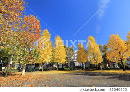 有銀杏樹和黃色地面行的秋天公園 有銀杏樹和黃色地面行的秋天公園 82049323