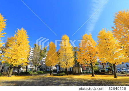 有銀杏樹和黃色地面行的秋天公園 82049326