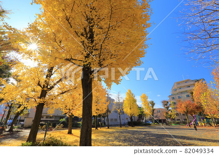 有銀杏樹和黃色地面行的秋天公園 有銀杏樹和黃色地面行的秋天公園 82049334