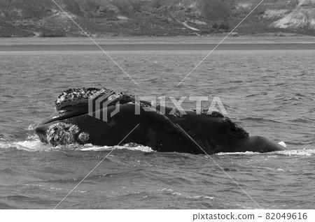Whale Patagonia Argentina Whale Patagonia Argentina 82049616