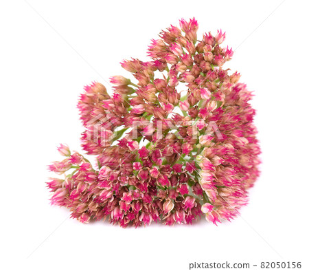 Sedum flowers isolated on white background. Hylotelephium spectabile or showy stonecrop. Sedum flowers isolated on white background. Hylotelephium spectabile or showy stonecrop. 82050156