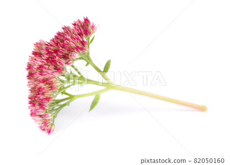 Sedum flowers isolated on white background. Hylotelephium spectabile or showy stonecrop. Sedum flowers isolated on white background. Hylotelephium spectabile or showy stonecrop. 82050160
