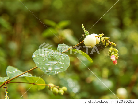 The detail shot of a twig of Symphoricarpos albus with water droplets on the leaves shortly after rain. Also known as common snowberry. 82050292