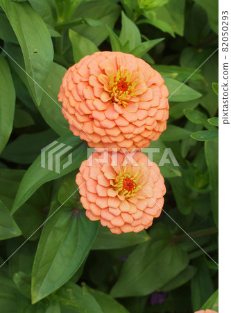 Orange blooming plant Zinnia elegans in the park. Also known as youth-and-age, common zinnia or elegant zinnia. 82050293