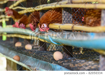 Egg chicken farm in rural Thailand Egg chicken farm in rural Thailand 82050334