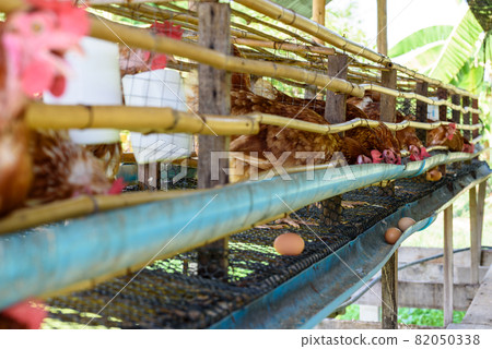 Egg chicken farm in rural Thailand Egg chicken farm in rural Thailand 82050338