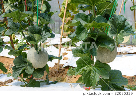 Melon Pot Orange farm field in Thailand Melon Pot Orange farm field in Thailand 82050339