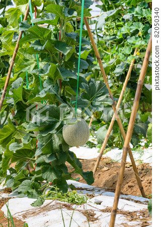 Melon Pot Orange farm field in Thailand 82050340
