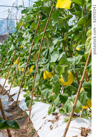 Yellow melon in plantation to harvest Yellow melon in plantation to harvest 82050341