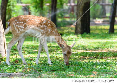 Fallow Deer in the garden at the zoo in Thailand 82050366