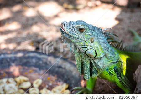 Close up male Green iguana (Iguana iguana) 82050367