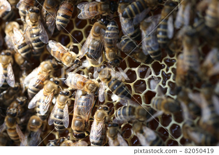 Honey bees in beehive on combs closeup Honey bees in beehive on combs closeup 82050419