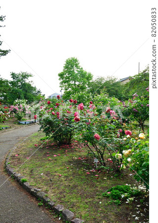 Terao Chuokoen Rose Garden (Niigata City) 82050833