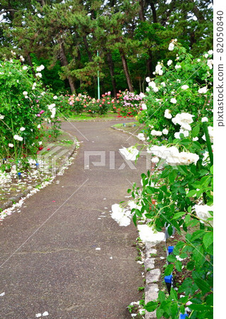 Terao Chuokoen Rose Garden (Niigata City) 82050840