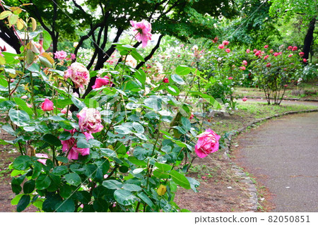 寺尾中央公園玫瑰園(新潟市) 寺尾中央公園玫瑰園(新潟市) 82050851
