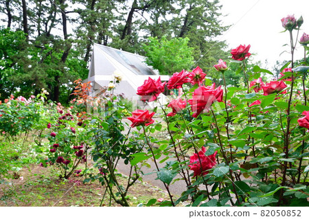 寺尾中央公園玫瑰園(新潟市) 寺尾中央公園玫瑰園(新潟市) 82050852
