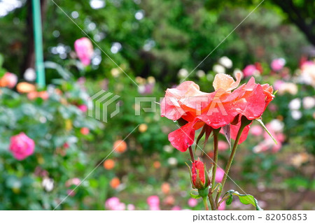 寺尾中央公園玫瑰園(新潟市) 寺尾中央公園玫瑰園(新潟市) 82050853