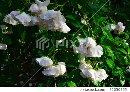 Terao Chuokoen Rose Garden (Niigata City) 82050865