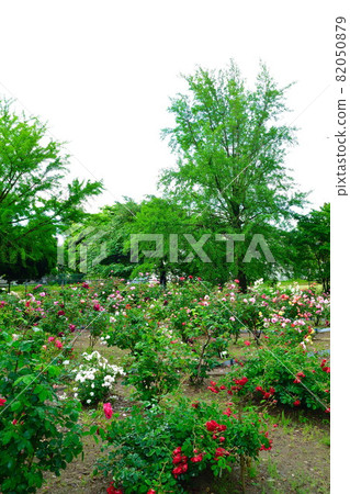 Terao Chuokoen Rose Garden (Niigata City) 82050879