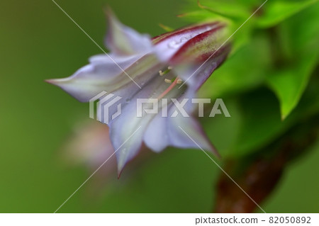 Tsururindou Tsururindou 82050892